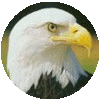 eagle icon