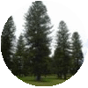 trees icon